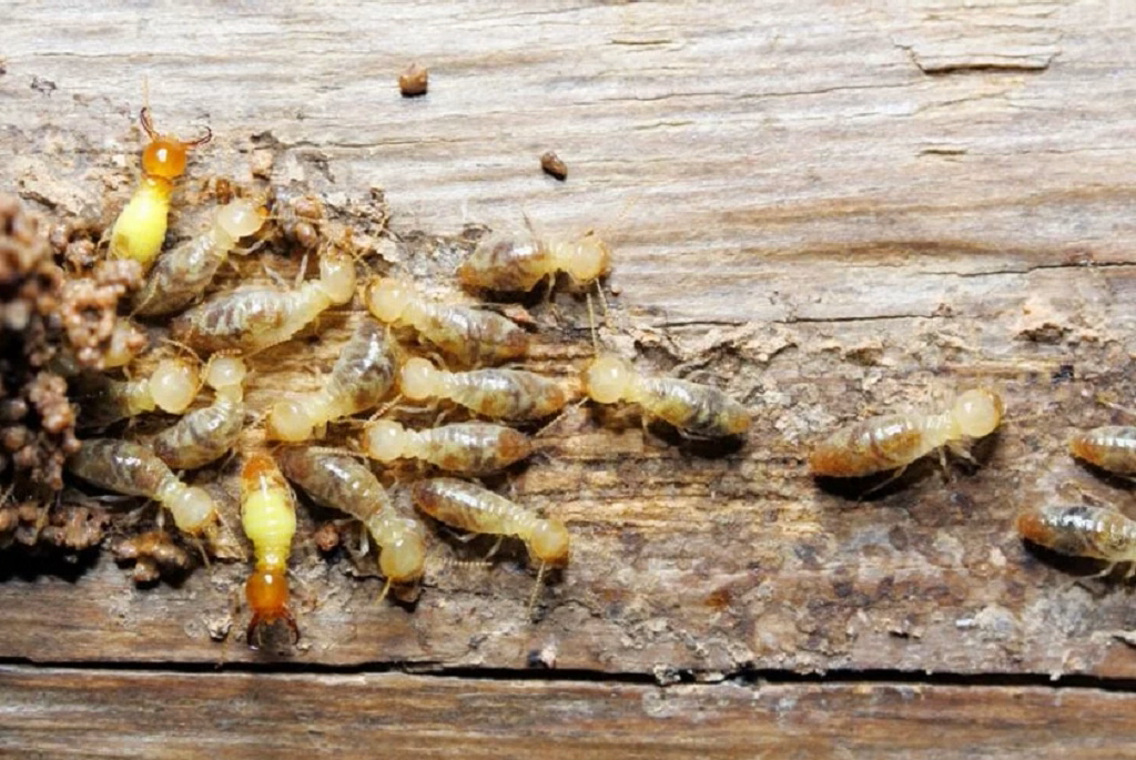Termite Pest Control Services