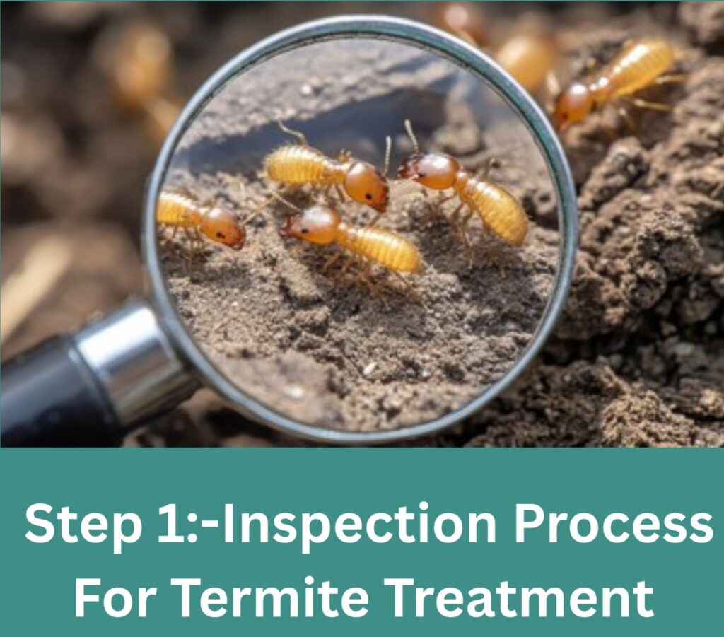 Step-1 Inspection Process For Termite Treatment Services