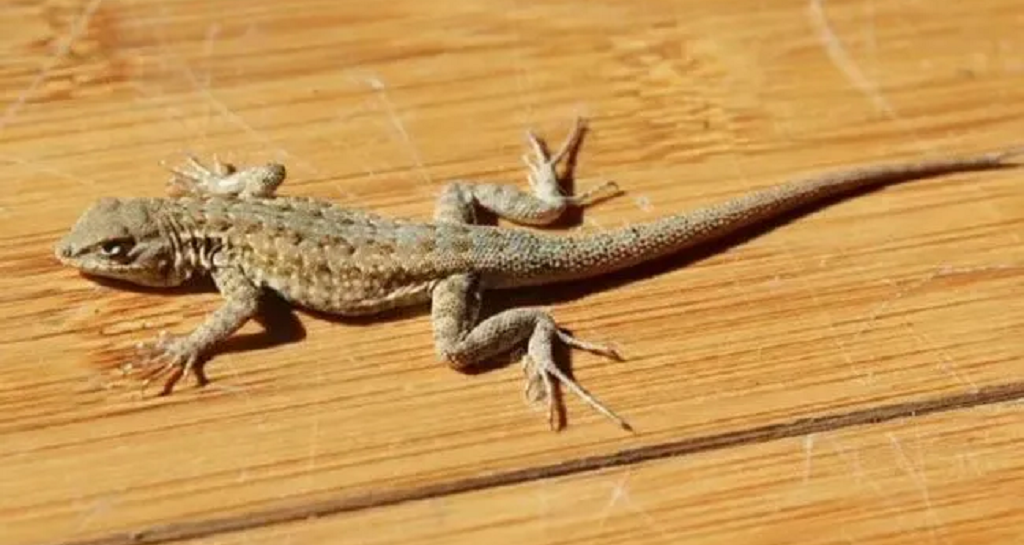 Lizard Pest Control Services