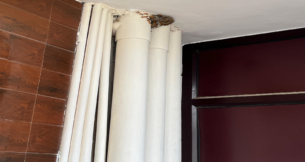 Honey Bee (Madhu Makhi Chatta) Pest Control Services