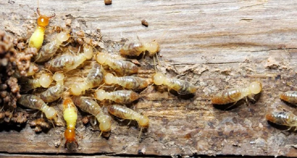 Termite Pest Control Services